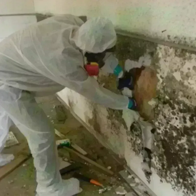 Best Mold Remediation and Removal Service in Healdton, OK